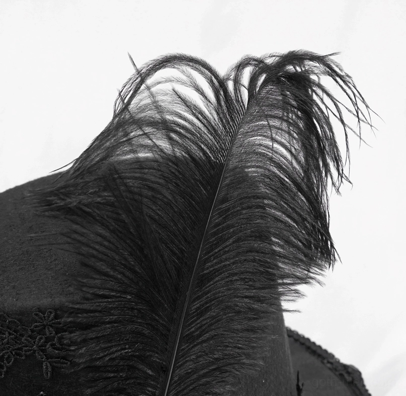 Close-up texture of genuine fluffy black ostrich feather plumage from gothic top hat